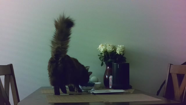 Cat Eating (Test Video)